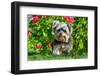 Schnauzer Sitting with Red Flowers and Grass-Zandria Muench Beraldo-Framed Photographic Print