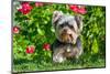 Schnauzer Sitting with Red Flowers and Grass-Zandria Muench Beraldo-Mounted Photographic Print