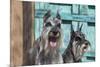 Schnauzers in front of blue door-Zandria Muench Beraldo-Mounted Premium Photographic Print