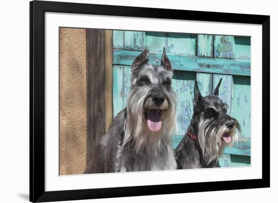 Schnauzers in front of blue door-Zandria Muench Beraldo-Framed Photographic Print