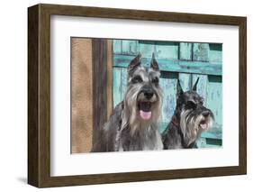 Schnauzers in front of blue door-Zandria Muench Beraldo-Framed Photographic Print