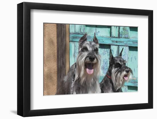 Schnauzers in front of blue door-Zandria Muench Beraldo-Framed Photographic Print