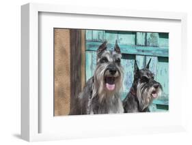 Schnauzers in front of blue door-Zandria Muench Beraldo-Framed Photographic Print