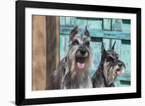 Schnauzers in front of blue door-Zandria Muench Beraldo-Framed Photographic Print