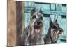 Schnauzers in front of blue door-Zandria Muench Beraldo-Mounted Photographic Print