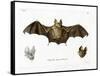 Schneider's Leaf-Nosed Bat-null-Framed Stretched Canvas