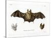 Schneider's Leaf-Nosed Bat-null-Stretched Canvas