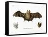 Schneider's Leaf-Nosed Bat-null-Framed Stretched Canvas