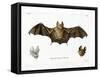 Schneider's Leaf-Nosed Bat-null-Framed Stretched Canvas