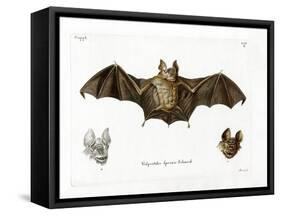 Schneider's Leaf-Nosed Bat-null-Framed Stretched Canvas