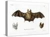 Schneider's Leaf-Nosed Bat-null-Stretched Canvas