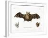 Schneider's Leaf-Nosed Bat-null-Framed Giclee Print