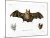 Schneider's Leaf-Nosed Bat-null-Mounted Giclee Print