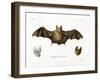 Schneider's Leaf-Nosed Bat-null-Framed Giclee Print