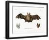 Schneider's Leaf-Nosed Bat-null-Framed Giclee Print