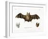 Schneider's Leaf-Nosed Bat-null-Framed Giclee Print