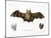 Schneider's Leaf-Nosed Bat-null-Mounted Giclee Print