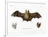 Schneider's Leaf-Nosed Bat-null-Framed Premium Giclee Print