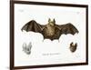 Schneider's Leaf-Nosed Bat-null-Framed Premium Giclee Print