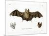Schneider's Leaf-Nosed Bat-null-Mounted Premium Giclee Print