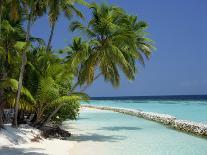 Palm Trees on a Tropical Beach in the Maldive Islands, Indian Ocean-Scholey Peter-Photographic Print