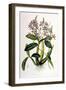 Schomburgkia Tibicinis-Porter Design-Framed Giclee Print