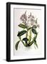 Schomburgkia Tibicinis-Porter Design-Framed Giclee Print