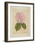 Schonbluhende Hydrangia-Ferdinand Bernhard Vietz-Framed Giclee Print