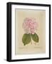 Schonbluhende Hydrangia-Ferdinand Bernhard Vietz-Framed Giclee Print