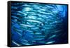 School Barracuda Fish in Sipadan, Malaysia-Rich Carey-Framed Stretched Canvas