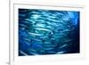 School Barracuda Fish in Sipadan, Malaysia-Rich Carey-Framed Photographic Print