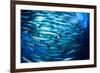 School Barracuda Fish in Sipadan, Malaysia-Rich Carey-Framed Photographic Print