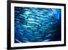 School Barracuda Fish in Sipadan, Malaysia-Rich Carey-Framed Photographic Print