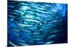 School Barracuda Fish in Sipadan, Malaysia-Rich Carey-Mounted Photographic Print