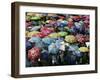 School Children Hold Up their Umbrellas after Taking Part in Umbrellas for Peace March, St. Helena-null-Framed Photographic Print