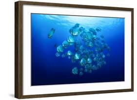 School of Batfish-Bernard Radvaner-Framed Photographic Print