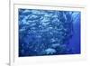 School of Bigeye Trevally-Hal Beral-Framed Photographic Print