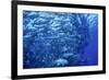 School of Bigeye Trevally-Hal Beral-Framed Photographic Print