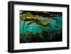 School of Black rockfish sheltering in Bull kelp forest, Canada-Shane Gross-Framed Photographic Print