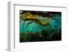 School of Black rockfish sheltering in Bull kelp forest, Canada-Shane Gross-Framed Photographic Print