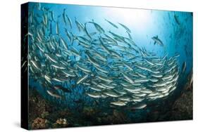 School of Black-Striped Salema-Michele Westmorland-Stretched Canvas