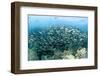 School of Black-Striped Salema-Michele Westmorland-Framed Photographic Print