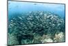 School of Black-Striped Salema-Michele Westmorland-Mounted Photographic Print