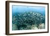 School of Black-Striped Salema-Michele Westmorland-Framed Photographic Print