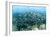 School of Black-Striped Salema-Michele Westmorland-Framed Photographic Print