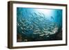 School of Black-Striped Salema-Michele Westmorland-Framed Photographic Print