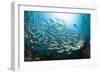 School of Black-Striped Salema-Michele Westmorland-Framed Photographic Print