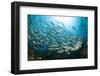 School of Black-Striped Salema-Michele Westmorland-Framed Photographic Print