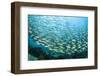 School of Black-Striped Salema-Michele Westmorland-Framed Photographic Print