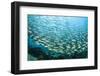 School of Black-Striped Salema-Michele Westmorland-Framed Photographic Print